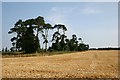 Pine trees at Icklingham