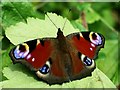 Peacock butterfly (Inachis io)