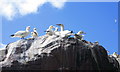 NT6087 : Gannets on Bass Rock by Lisa Jarvis