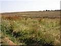 Meadow near Bridleway