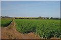 Potato field at Barton Mills