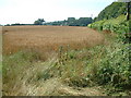 Farmland south of Cranborne