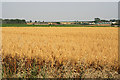 Field of barley