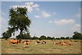 Cattle at Dunham-on-Trent