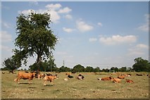 SK8174 : Cattle at Dunham-on-Trent by Richard Croft