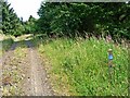 Forest road near Scotch Kershope