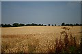 Wheat field at Ixworth Thorpe