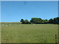 Farmland near Fachwen