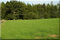 Lush field at Nether Keir