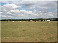 Cows near Fangfoss