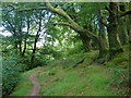 Footpath through woodland near Cowsic River