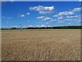 Fields of barley looking towards Pitmuiesmoor