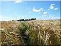 Barley Field with Guthrie Hill in the Distance