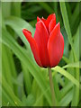 SP1742 : Hidcote Manor Garden - A Tulip by Neil Kennedy