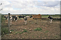 Young cattle at Home Farm, Boothby Pagnell