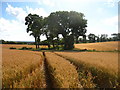 Wheat Field