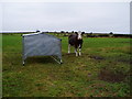 Friesian Cow on Hollinsclough Moor