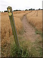 SP2831 : Footpath through a field of Oats, Long Compton by Philip Halling