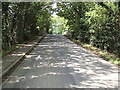 Dappled Bridge