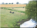 River Wheelock with cows