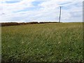 Grassland near Cuckoo Wood