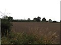 Ploughed field