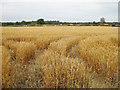 Farmland from the Panshanger Road