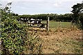 Cattle Grazing