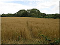 Path to Helmdon