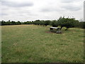 Fruit Trees and Feeder