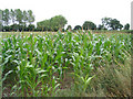 Field of maize near Willaston