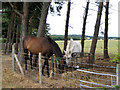 Horses at Fiddleston