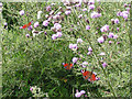 Peacocks on Creeping Thistle