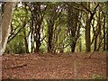 Wooded hillside off Thorneycroft Road