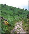 Bracken-covered valley of Black Brook