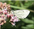 NO7048 : Green-veined White Butterfly (Pieris napi) by Anne Burgess
