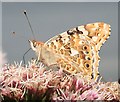 NO7048 : Painted Lady Butterfly (Cynthia cardui) by Anne Burgess