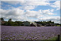 Brunty Farm near Woodside