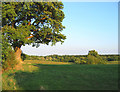 Pasture near Hollyhurst