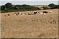 Cattle in Dry Pasture