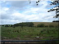 Landscaped remains of old pit "Bing", Carluke