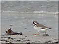 HY6725 : Ringed Plover by Rob Burke