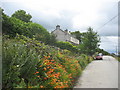 Roadside crocosmia at Ceunant