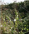 Roadside Verge in August