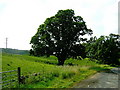 Large Tree in Roadside Field