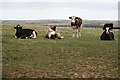 Curious Cattle