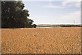 Field leading down to Abberton Reservoir