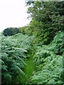 Overgrown footpath