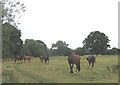 horses in a field