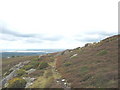 Moorland Vegetation - Cefn Du Common